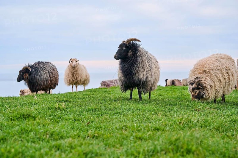 Domestic sheep (Ovis aries) 'Heidschnucke moorland sheep' on a meadow, Helgoland, Germany