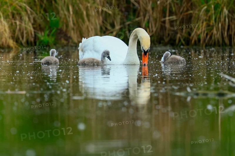 A swan with its chicks swimming in a pond against a green background, Mute Swan, (cygnus olor), wildlife, Germany