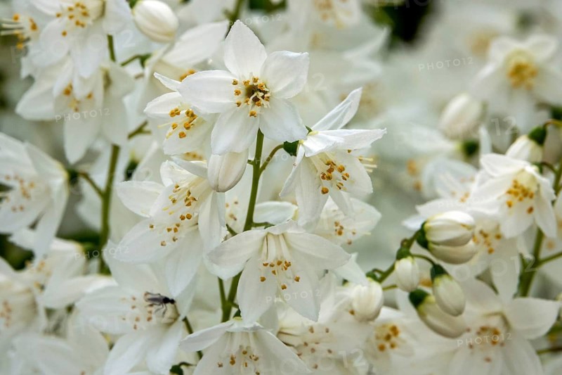 Slender deutzia (Deutzia gracilis) or mayflower bush, flowering, Baden-Württemberg, Germany