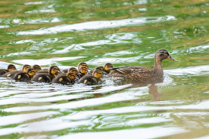 Mallard (Anas platyrhynchos), female, mother duck with chicks, young birds, swimming on a pond, Lower Saxony, Germany