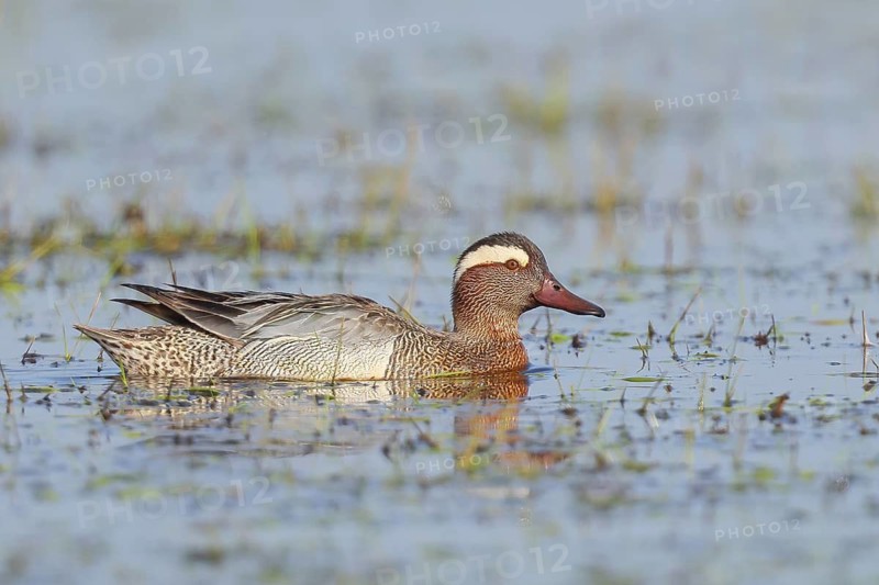 Garganey (Anas querquedula), male in a wet meadow, wildlife, animals, birds, migratory bird, long-distance migrant, Ochsenmoor at Lake Dümmer, swimming duck, wildlife, Hüde, Lower Saxony, Germany