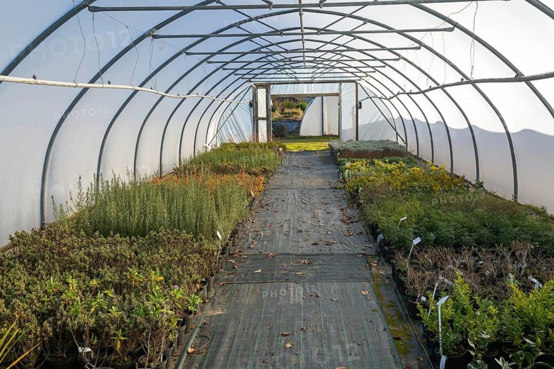 Plants growing inside polytunnel, Swann's nursery garden centre, Bromeswell, Woodbridge, Suffolk, England, UK 30 Dec 2025