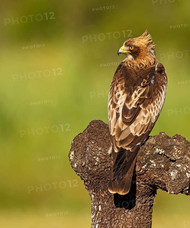 A bird of prey sits on a branch, looking back over its shoulder, surrounded by greenery