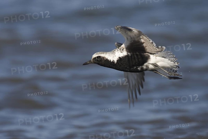 Grey Plover (Pluvialis squatarola) male flying, Washington, USA
