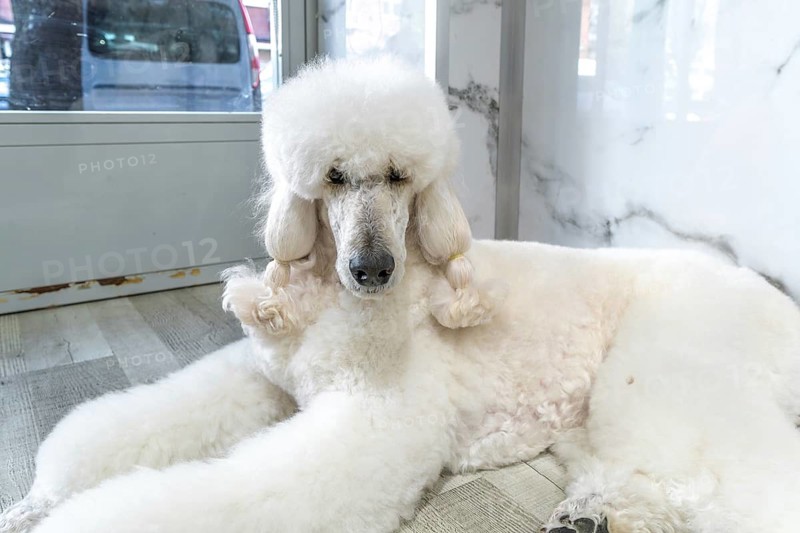 White standard poodle with freshly groomed haircut and fluffy clean coat lying relaxed on a wooden floor in a bright pet care salon, calm and pampered pet portrait