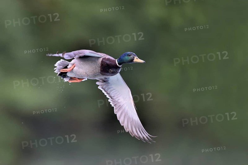 Mallard (Anas platyrhynchos) male flying, North Rhine-Westphalia, Germany
