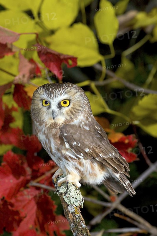 Northern Saw-whet Owl Aegolius acadicus Duluth, Minnesota, USA 15 October Adult Strigidae
