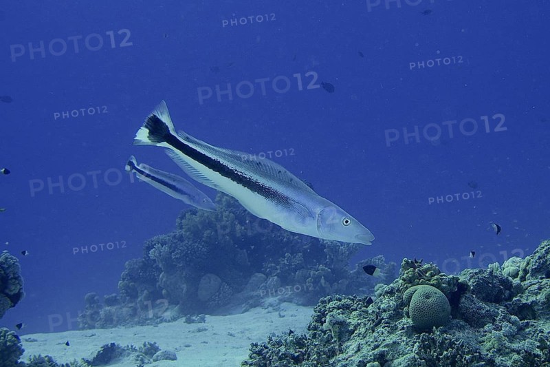 Blue-headed torpedo perch (Malacantus latovittatus)