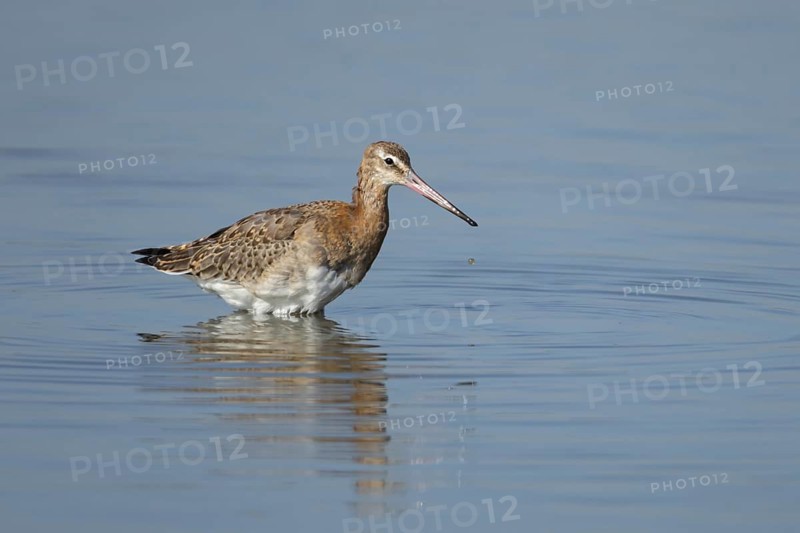 Black tailed godwit (Limosa limosa) adult wading bird washing in a shallow lagoon, RSPB Frampton marsh nature reserve, Lincolnshire, England, United Kiingdom