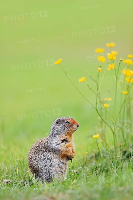 Columbia ground squirrel (Urocitellus columbianus, Spermophilus columbianus), Yoho National Park, British Columbia, Canada
