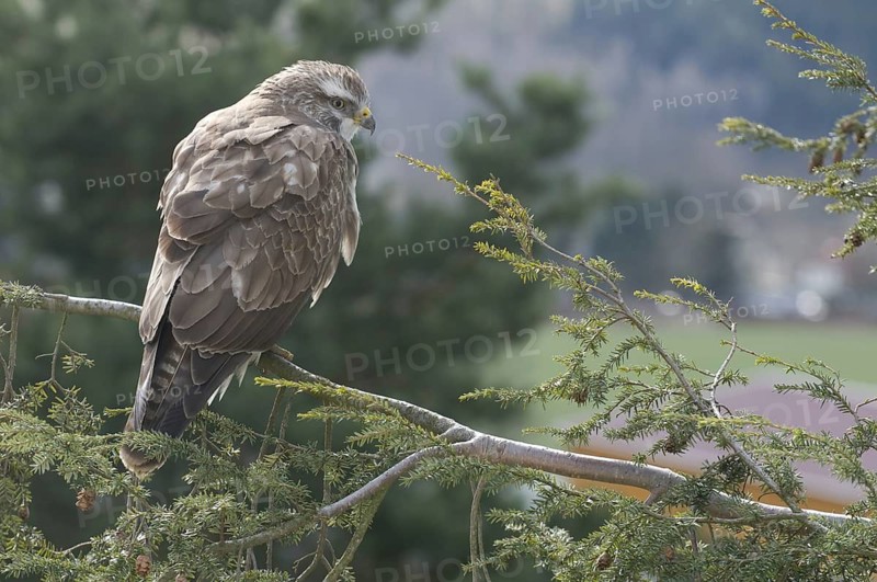 Common Buzzard (Buteo buteo), Saxony, Germany