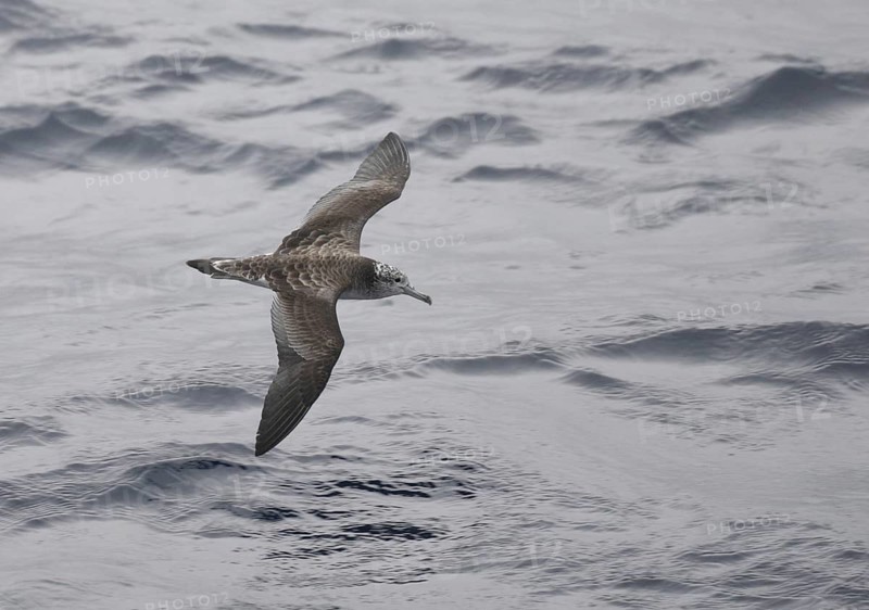 Streaked Shearwater (Calonectris leucomelas) flying, Japan