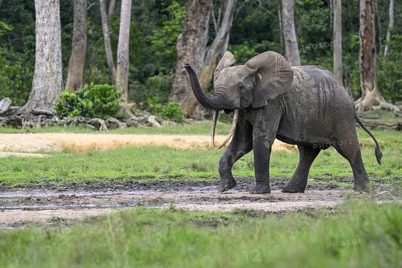 Forest elephant (Loxodonta cyclotis) in the Dzanga Bai forest clearing, Dzanga-Ndoki National Park, Unesco World Heritage Site, Dzanga-Sangha Complex of Protected Areas (DSPAC), Sangha-Mbaéré Prefecture, Central African Republic