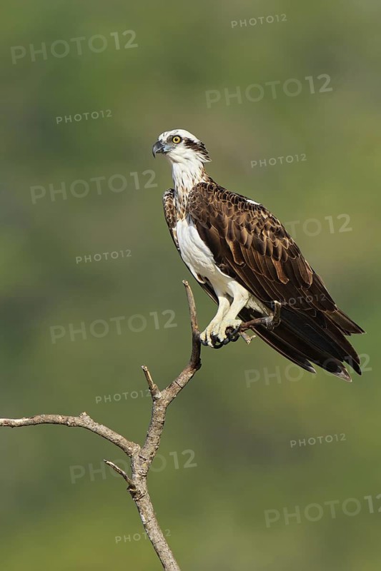 Eastern Osprey (Pandion cristatus), Queensland, Australia