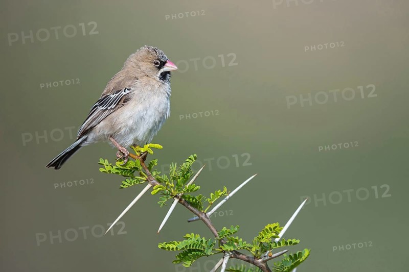 Bearded Weaver, Moustached Weaver, (Sporopipes squamifrons), Animals, Birds, Weaverbirds, Mountain Zebra National Park, Cradock, Western Cape, South Africa