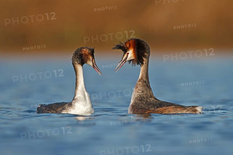Great Crested Grebe (Podiceps cristatus) pair displaying, Utrecht, Netherlands