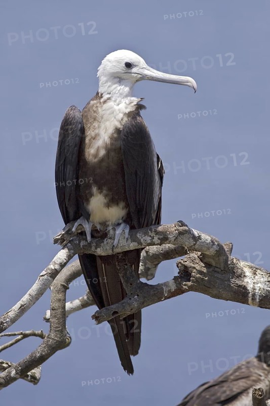 Magnificent Frigatebird (Fregata magnificens), Ecuador