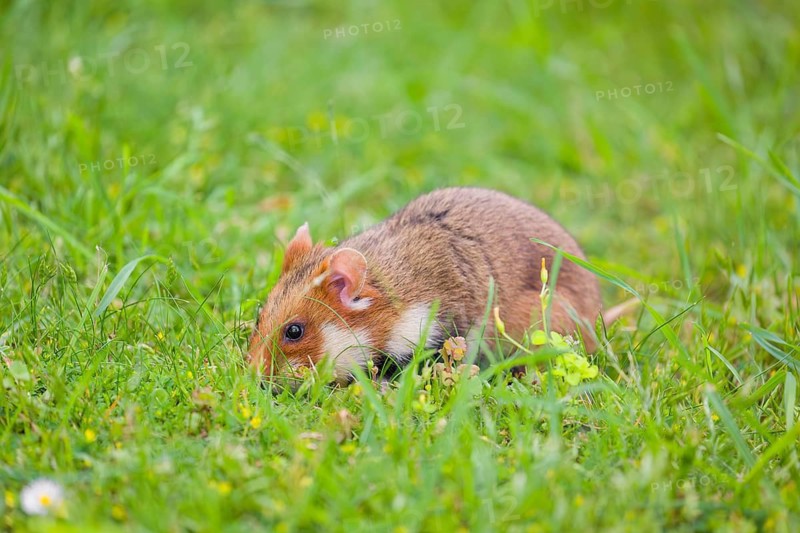A European hamster (Cricetus cricetus), Eurasian hamster, black-bellied hamster or common hamster, forages for food on fresh green grass