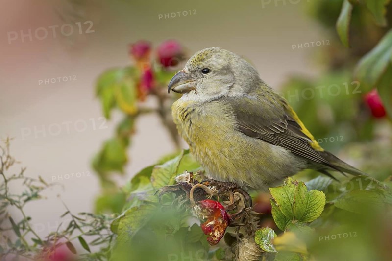 Parrot Crossbill - Kiefernkreuzschnabel - Loxia pytyopsittacus, Germany. female