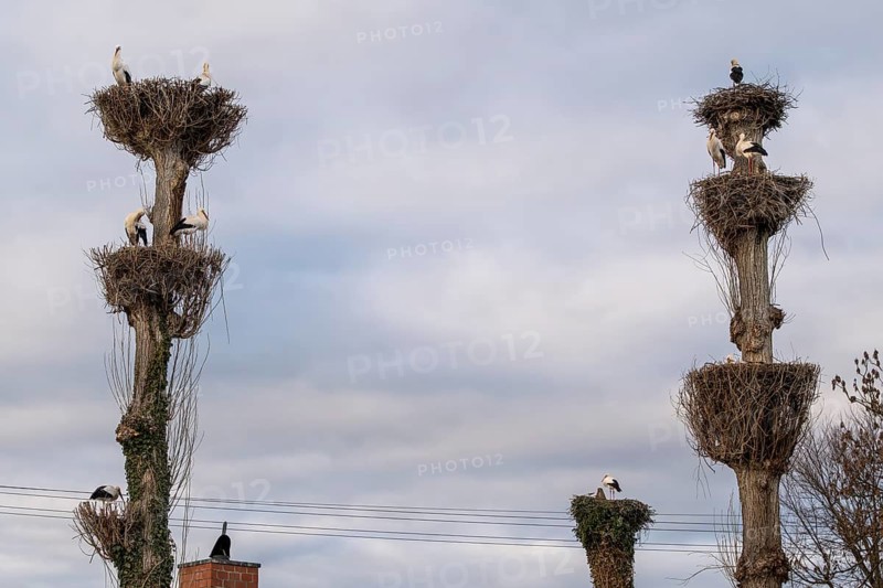 White storks, Rapperswil, Switzerland