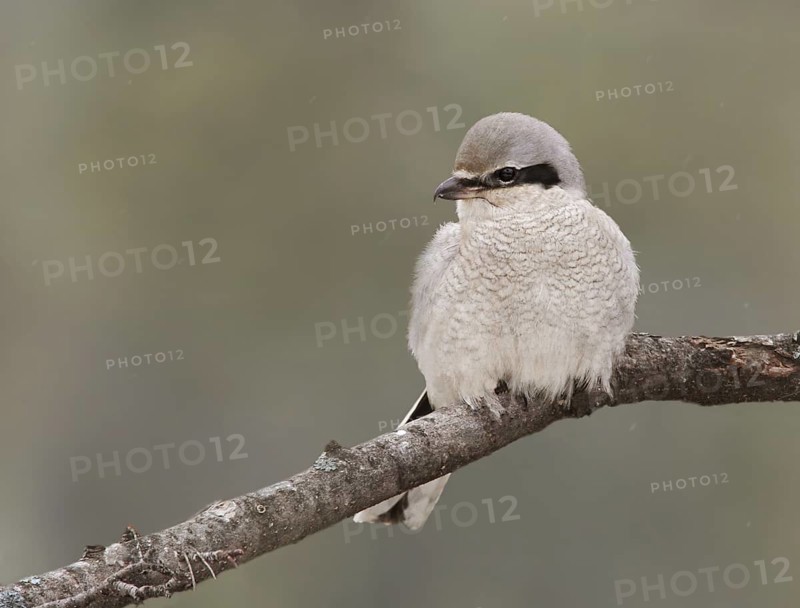 Great Grey Shrike (Lanius excubitor) female, Saskatchewan, Canada