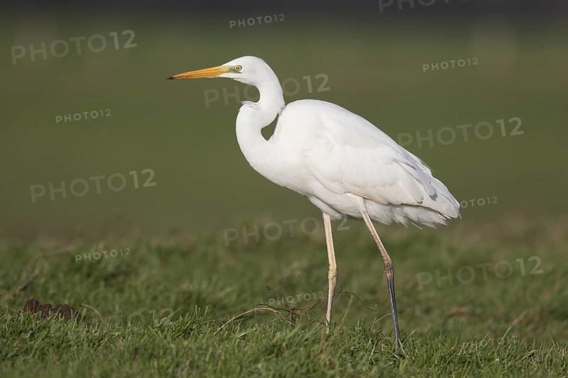Great Egret (Ardea alba), North-Rhine Westfalia, Germany