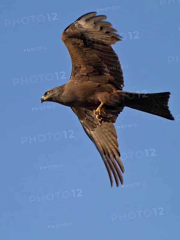 Black Kite (Milvus migrans) flying, Hesse, Germany