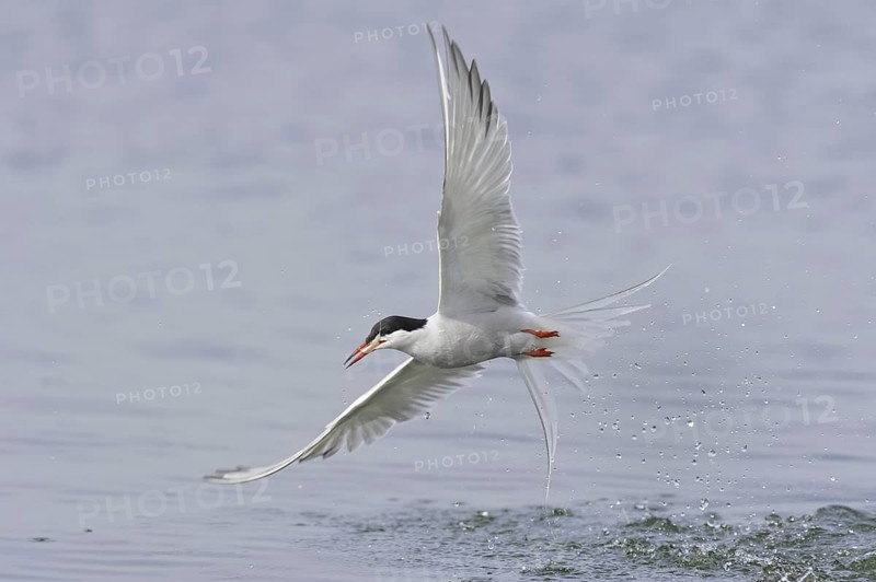 Common Tern (Sterna hirundo) flying, Lower Saxony, Germany