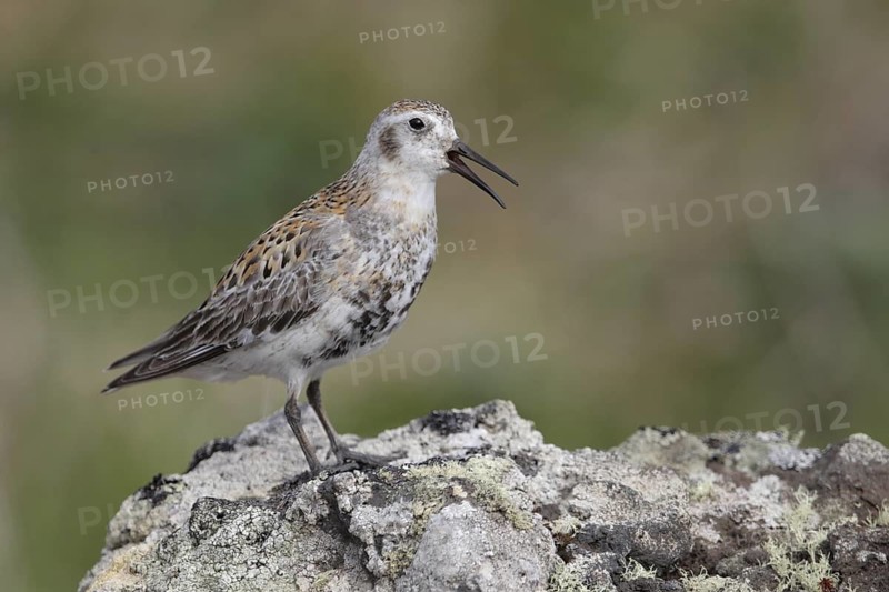 Rock Sandpiper (Calidris ptilocnemis), Alaska, USA