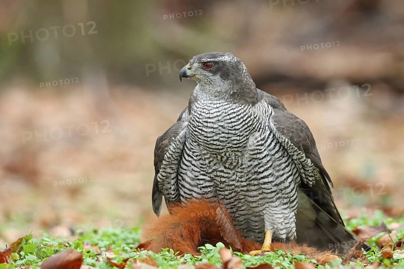 Northern Goshawk (Accipiter gentilis) female with captured squirrel, Baden-Wuerttemberg, Germany