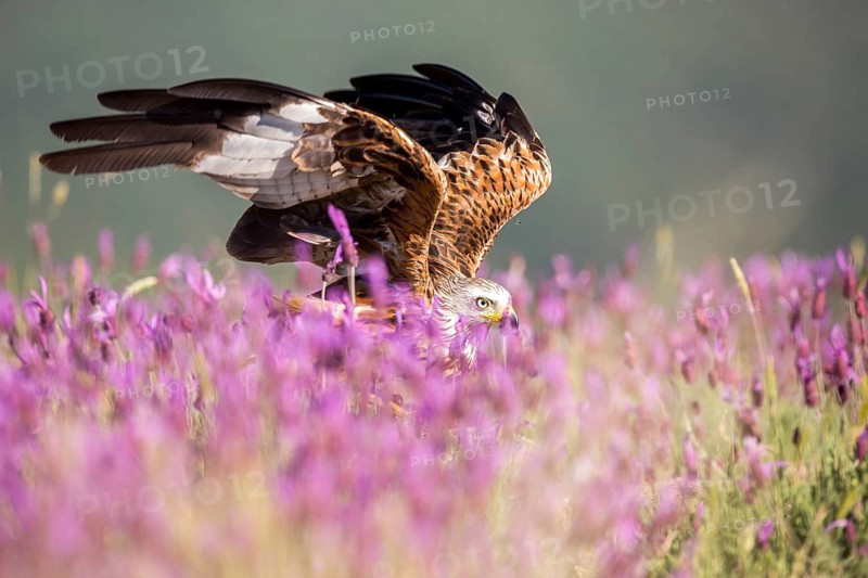 Red Kite (Milvus milvus), Madrid, Spain
