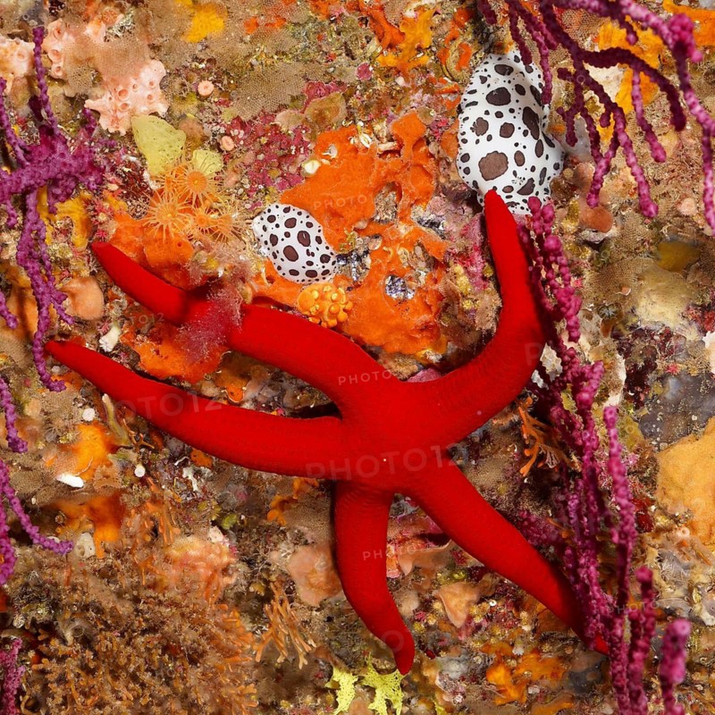 Orange starfish (Hacelia attenuata) among colourful corals and spotted sea snails, dive site Giens Peninsula, Mediterranean Sea, Porquerolles, Provence, Côte d'Azur, France