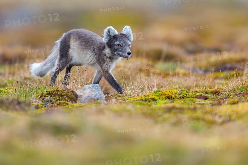 Arctic fox foraging, Arctic fox, (Alopex lagopus), Europe, Norway, Spitsbergen, Longyearbyen, Svalbard / Spitsbergen, Norway