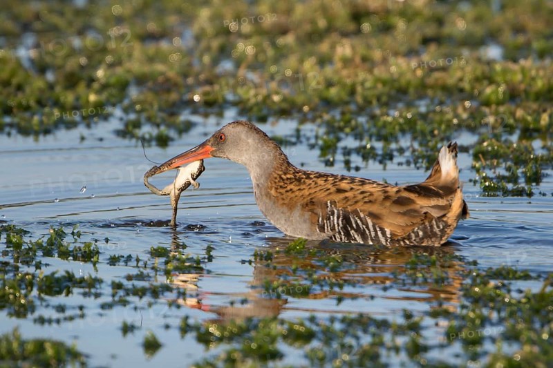 Water Rail (Rallus aquaticus) with frog prey in its beak, Thuringia, Germany