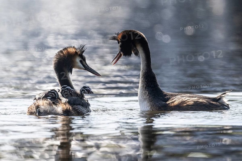 Great Crested Grebe (Podiceps Scalloped ribbonfish) with juveniles, Emsland, Lower Saxony, Germany