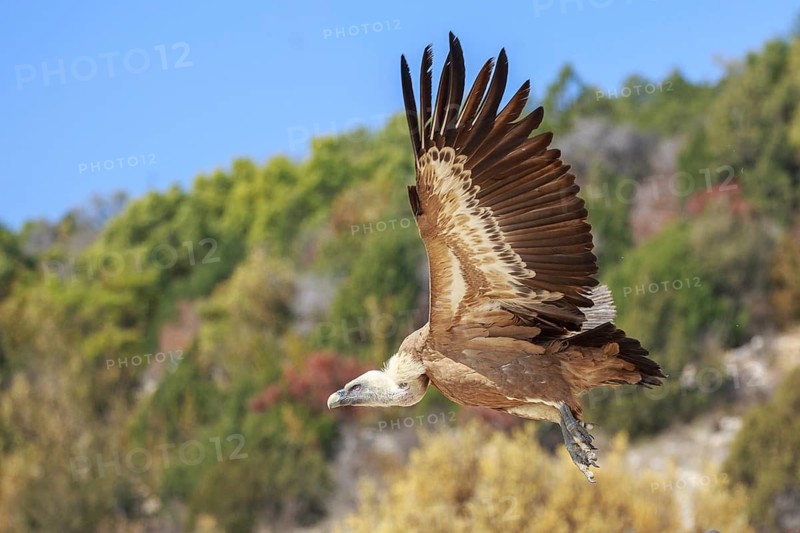 Griffon Vulture (Gyps fulvus) flying, Spain