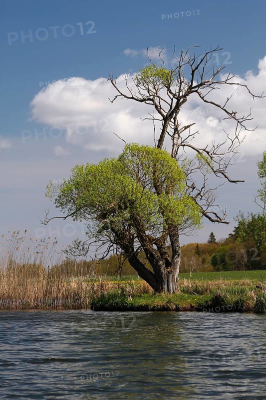 Willow trees on the banks of the Peene, dying willow tree, dead wood, Peene Valley River Landscape nature park Park, Mecklenburg-Western Pomerania, Germany