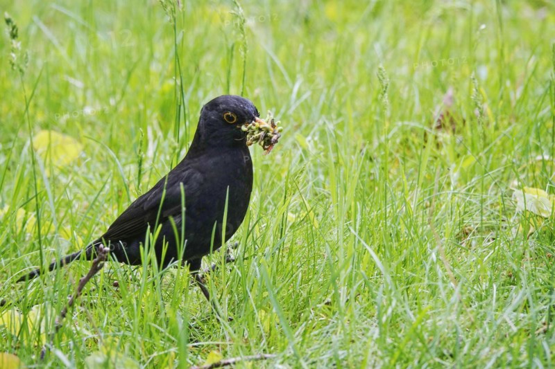 Blackbird in a park after a successful foraging trip, spring, Germany