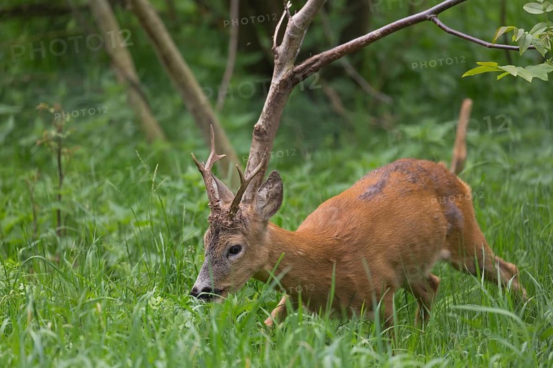 One male Roe Deer, Roe buck (Capreolus capreolus), walking on the forest floor through dense vegetation on hilly ground
