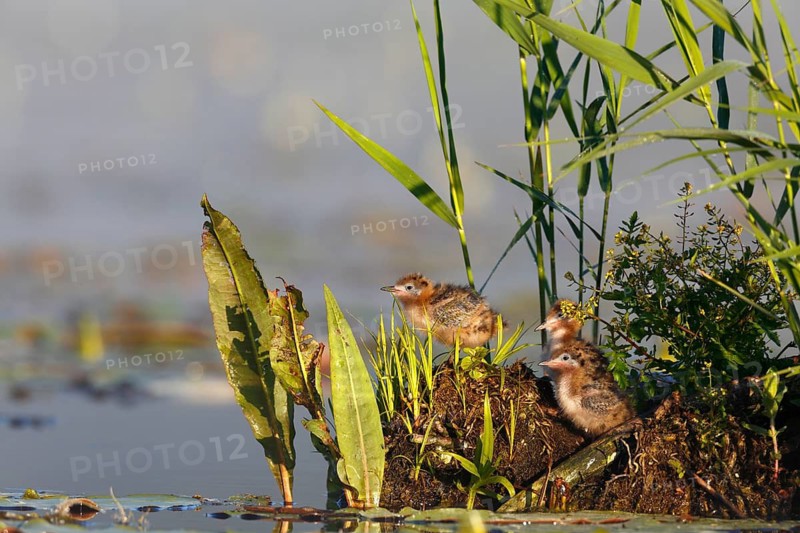Black Tern (Chlidonias niger) chicks, Mecklenburg-Western Pomerania, Germany