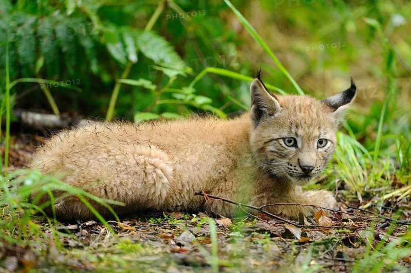A young lynx lying in the forest, with soft fur, Eurasian lynx (Lynx lynx), Bavarian Forest National Park