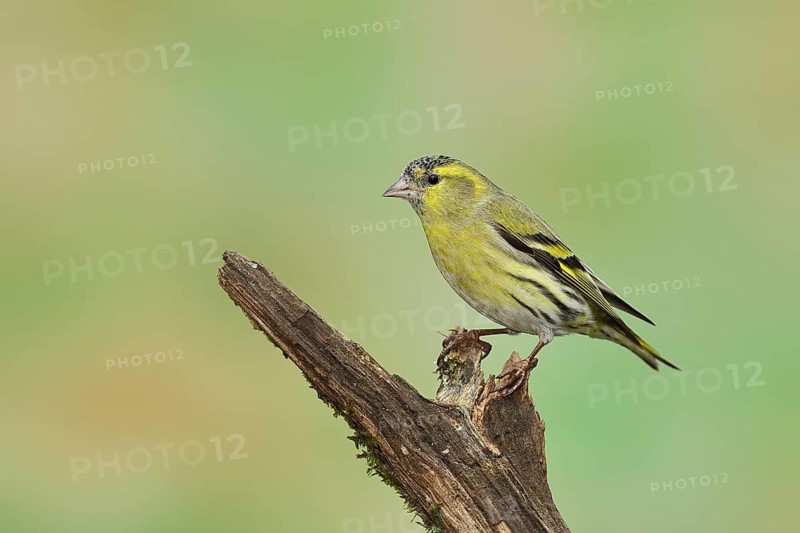 Eurasian siskin (Carduelis spinus), male sitting on a branch overgrown with moss, Wilnsdorf, North Rhine-Westphalia, Germany