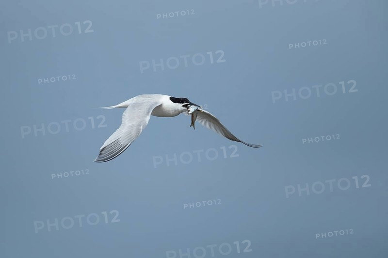 Sandwich tern (Thalasseus sandvicensis) adult bird in flight with a fish in its beak in summer, Norfolk, England, United Kingdom