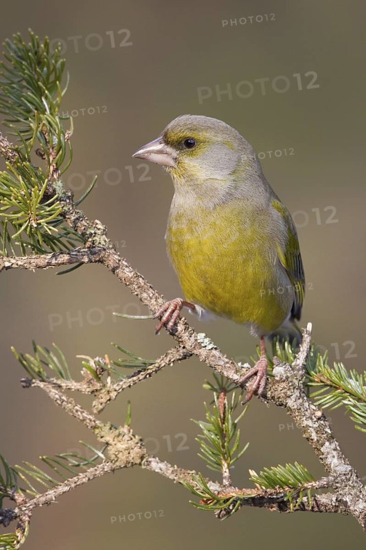 European Greenfinch (Chloris chloris) male, St. Gallen, Switzerland