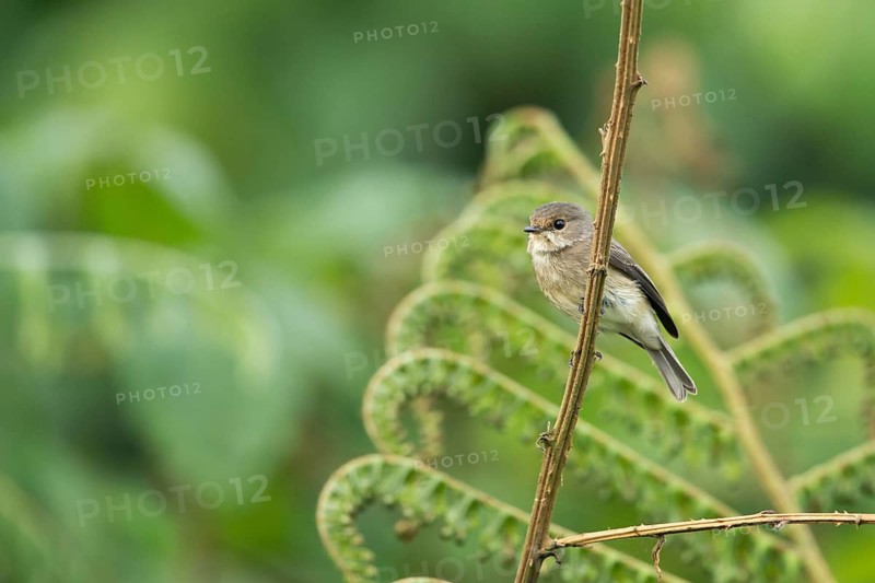 African Dusky Flycatcher (Muscicapa adusta minima) perched on a twig, Sheka, Ethiopia