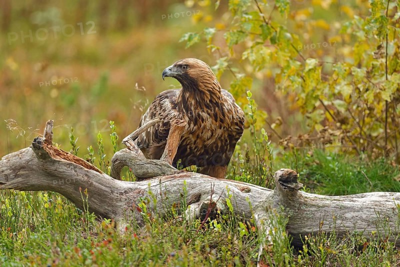 Golden eagle (Aquila chrysaetos), front view, view to the side, behind tree stump, autumn mood, Northern Finland, Finland