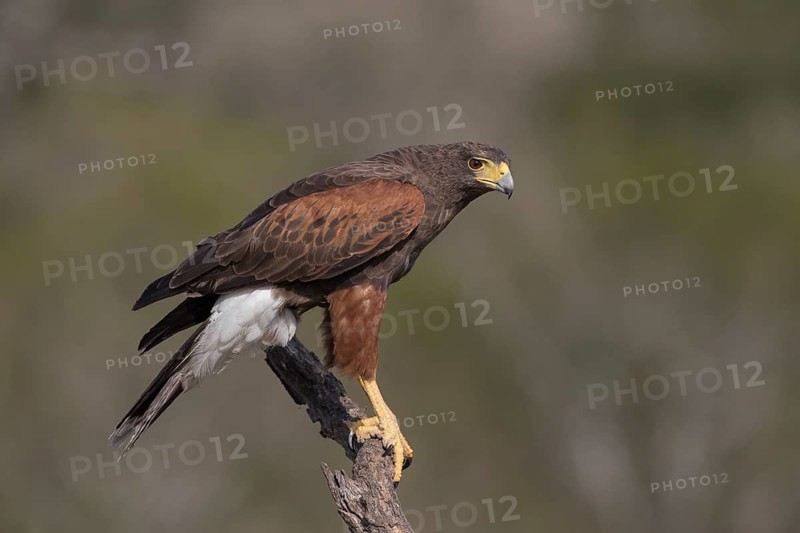 Harris's Hawk (Parabuteo unicinctus) perched on a branch, Texas, USA