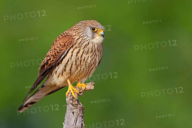 Kestrel, (Falco tinnunculus), falcon family, falcons, perching, foraging
