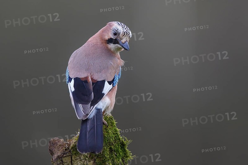 Eurasian Jay (Garrulus glandarius) perched on a mossy trunk, Poland