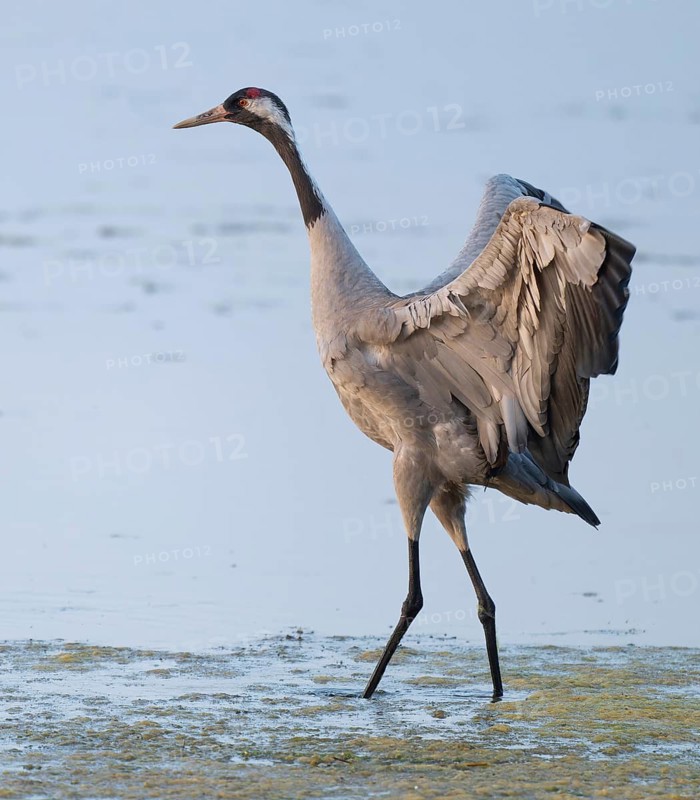 Crane (Grus grus) standing with open wings in the shallow water zone of a lake, Lower Saxony, Germany